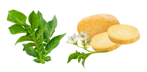 a botanical display of fresh potato plant foliage, delicate flowers, and raw potatoes
