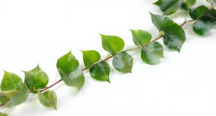 Green Foliage with Copy Space, Natural Background, Botanical Element, Fresh Leaves on White