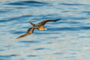 Brown Morph Red-footed Boobies Flying Low Over Ocean Waves in sunrise time