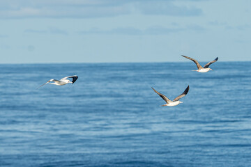 Flock of Red-footed Boobies Flying Low Over Ocean Waves