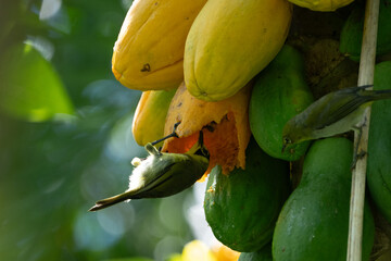 Ogasawara Endemic Bonin White-eye Feeding on Ripe Papaya