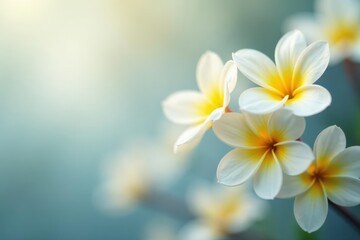 Naklejka premium Delicate white and yellow blooms, soft focus background, aesthetic, tranquil, delicate