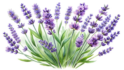 Obraz premium Watercolor painting of lavender flowers isolated on white background in bloom