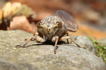 岩の上に張り付く【ツクツクボウシ】