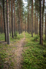 Fototapeta premium Walking narrow path through autumn forest with rows of pines standing tall among winding trail. Pines line footpath in woodland with green moss and blueberry bush. Ecotourism. 