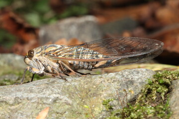 岩の上に張り付く【ツクツクボウシ】