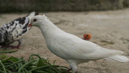 White pigeon standing on the ground with natural outdoor background, peaceful bird symbol of purity and freedom captured in wildlife photography