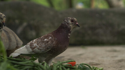 White pigeon standing on the ground with natural outdoor background, peaceful bird symbol of purity and freedom captured in wildlife photography