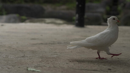White pigeon standing on the ground with natural outdoor background, peaceful bird symbol of purity and freedom captured in wildlife photography