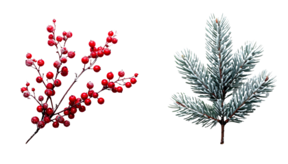Frosted Berry Branch and Snow-Dusted Evergreen Branch, isolated on transparent background