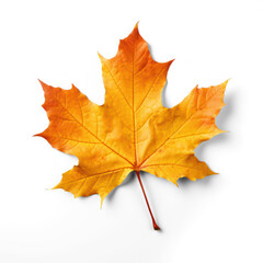 Obraz premium A single maple leaf with vibrant autumn colors on a transparent background
