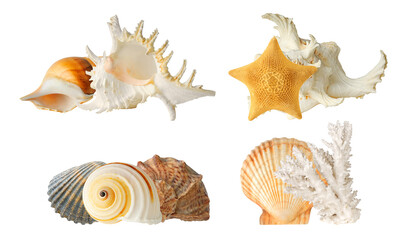 group of elegant seashells and a yellow starfish from the ocean depths