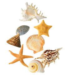 beautiful arrangement of various seashells and starfish on a clean surface
