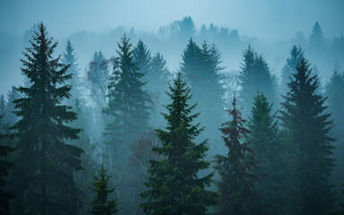 Fototapeta premium A serene forest landscape with misty trees, creating a peaceful and atmospheric natural scene