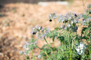 Cute, fuzzy bees on lavender wild flowers in the field