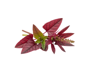 Red amaranth plant leaves macro photo for garden and food photography