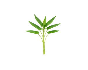 Obraz premium Fresh morning glory vegetable isolated on black background closeup view