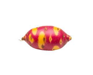 Fresh oca root vegetable isolated on black background healthy food diet