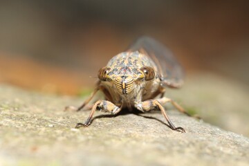 岩の上に張り付く【ツクツクボウシ】