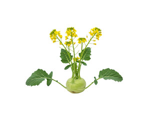 Obraz premium Isolated flowering kohlrabi plant vegetable on black background image