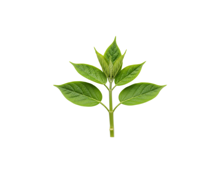 Isolated green leaves plant foliage nature botanical fresh spring growth