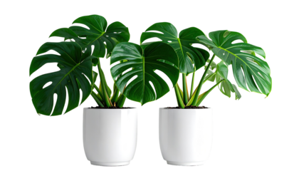 Two monstera plants in white pots against a black background.  Healthy, vibrant green leaves with a distinctive, fenestrated pattern.  Simple, clean design