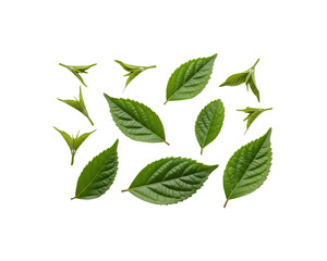 Obraz premium Fresh green leaves foliage background plant leaf nature botanical closeup