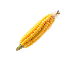 Freshly harvested ripe yellow corn cob with golden kernels on a black background