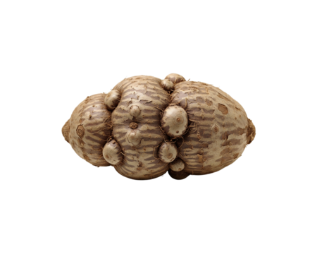 Stock photo of konjac root vegetable isolated on black background food