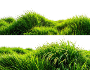 Lush green grass in two horizontal rows
