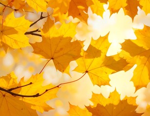 Autumn leaves bathed in sunlight