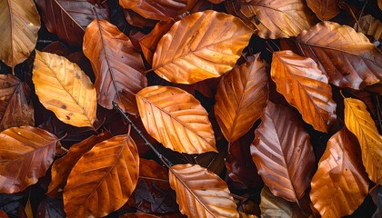 Autumn leaves covering the ground