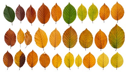 Autumn leaves in various stages of color change