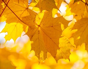 Autumn leaves in vibrant yellows