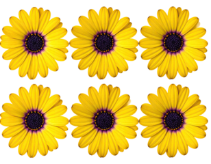 Six bright yellow flowers, dark purple centers,  against black background.  Symmetrical arrangement
