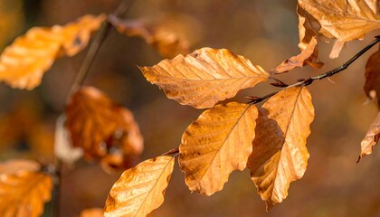 Autumn leaves on a branch