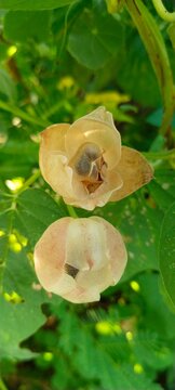 dried seed pods