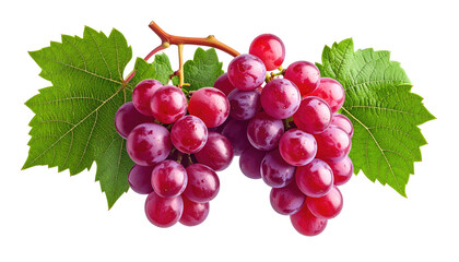 Close-up of a bunch of red grapes on a vine.  Fresh, vibrant red grapes clustered together on stems with green leaves.  Crisp image, isolated on black