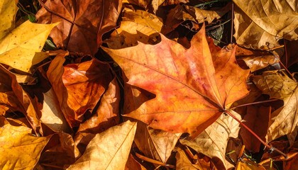 Autumn leaves scattered on ground