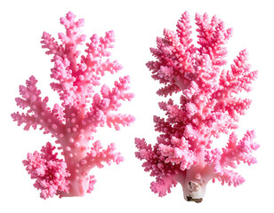 Fototapeta premium Two vibrant pink coral branches