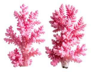 Two vibrant pink coral branches