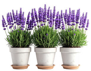 Obraz premium Three lavender plants in white pots (1)