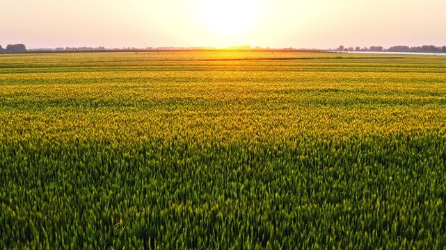 Aerial shot of a vast green wheat field stretching to the horizon, beautifully illuminated by the warm golden light of the setting sun.