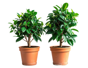 Two Fiddle Leaf Fig Trees in Terracotta Pots