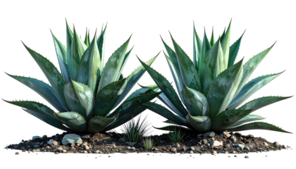 Two agave plants, light-green and grayish-blue, with sharp, spiky leaves, growing from a bed of dark brown soil and small rocks