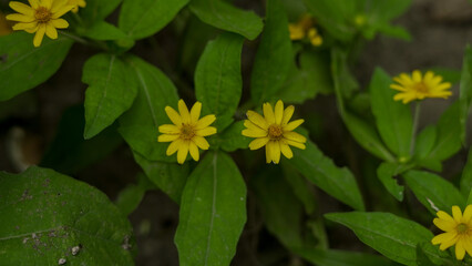 Closeup of small yellow wildflower blooming among green leaves in natural environment, delicate floral beauty captured in macro nature photography