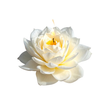  PNG Flower candle plant spirituality. By Rawpixel.com