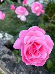 Pink pink roses in garden