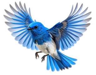 Vibrant blue bird in flight