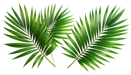 Vibrant green palm fronds, overlapping, detailed veins